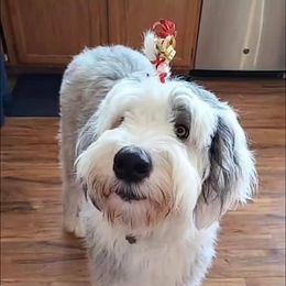 Golden Retriever and Old English Sheepdog All Grown Up from Saddle Rock Golden Retrievers & Old English Sheepdogs