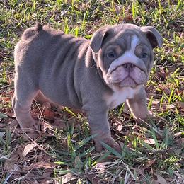 Hart - Lilac tri-color male Bulldog puppy in Lakeland, Florida from Fur Love And Puppies