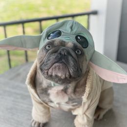 Memphis  - French Bulldog