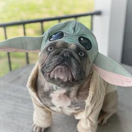 Memphis  - French Bulldog