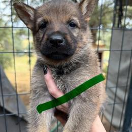 A1-1 Sable Boy - Mr. Green - Sable male German Shepherd puppy in Lincoln, California from Valor-K9s