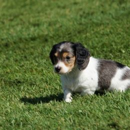 Dachshunds from The love of dachshunds