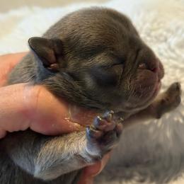 Versace - Blue female French Bulldog puppy in Hemlock, Michigan from Top Billin' Frenchies, LLC