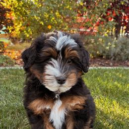 Hiccup - female Australian Mountain Doodle puppy in Wellsville, Utah from Stay Golden Doodles