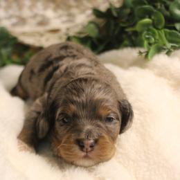 Sully - Merle male Cockapoo puppy in Mississippi from Ewing Acres