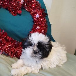 Havanese and Shih Tzu Puppies from Gnomies Furry Friends