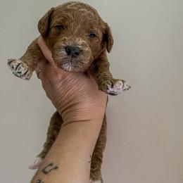Girl 3 - Parti female Goldendoodle puppy in Hopkins County, Texas from Boutique Doodles