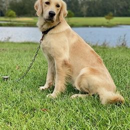 Golden Retrievers, Labrador Retrievers, and Poodles from Dream Pup