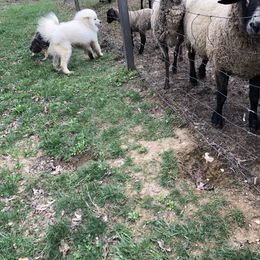 "Dad checking out the sheep" Samoyed Puppies from Bluegrass Samoyeds