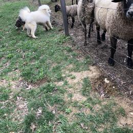 "Dad checking out the sheep" Samoyed Puppies from Bluegrass Samoyeds