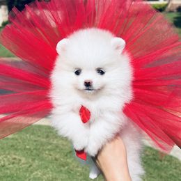 Girl 1 - White female Pomeranian puppy in Hot Springs, Arkansas from Pomeranian Empire