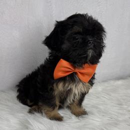 Jagger - Black and tan male Shih Tzu puppy in Columbia, Kentucky from Lisa Bandy Luxe Shih Tzu