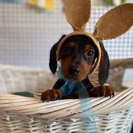 Dachshunds, Shorkies, and Yorkshire Terriers from Once Upon a Puppy