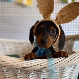 Dachshunds, Shorkies, and Yorkshire Terriers from Once Upon a Puppy