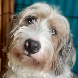 Aashi - Bernedoodle