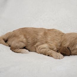 Goldendoodle Puppies from Lake Village Doodles