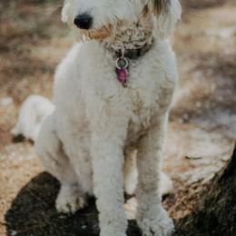 Aussiedoodles from Coastal Carolina Doodles