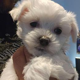 Orange 'Nacho' - White male Maltese puppy in Phoenix, Arizona from Emotional Amor Support