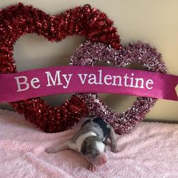 Juliet - Blue merle female Miniature American Shepherd puppy in Henrietta, New York from Morning Glory Minis