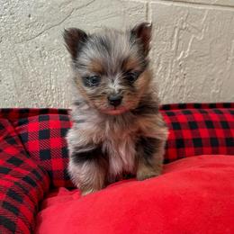 Merle male - Blue merle male Pomeranian puppy in Weatherford, Texas from COCO'S POMS AND FRENCHIES