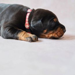 Doberman Pinscher Puppies from Bigfoot Valley Dobermans