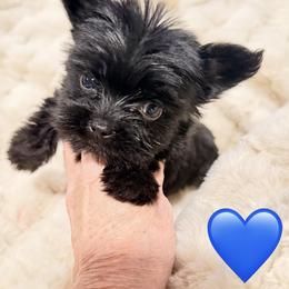 Bo - Black and tan male Yorkshire Terrier puppy in Centre, Alabama from Sassy Yorkie , miniature schnauzer , Maltese Love of Alabama