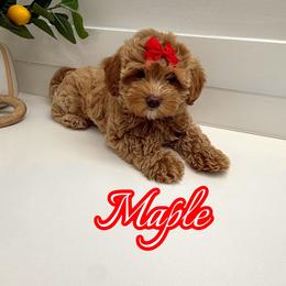 Maple - Apricot male Maltipoo puppy in Buford, Georgia from Petite Posh Puppies