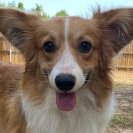 Cockapoos, Miniature Australian Shepherds, and Pembroke Welsh Corgis from B.E. Exotic