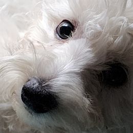 Havapoos from My Havapoo Puppy