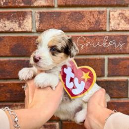 Snickers - Chocolate merle male Bernedoodle puppy in Owasso, Oklahoma from Kallams Bernedoodles & Bernese Mountain Dogs