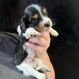 Johnny B. Goode - Piebald male Dachshund puppy in Bigfork, Minnesota from Dachshunds Up North