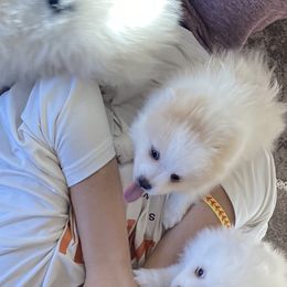 Pomeranian Puppies from MJ’s Pomeranians