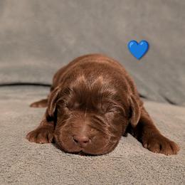 Male 2 - Chocolate male Labrador Retriever puppy in Yucca Valley, California from Beachn Ranch