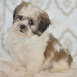 Pencil - Brown and white female Shichon puppy in Delta, Colorado from PTK Ranch