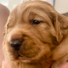 Golden Retriever and Labrador Retriever Puppies from All Around Retrievers