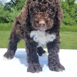 Rocky - Chocolate male Labradoodle puppy in Lowville, New York from Adirondack Labradoodles