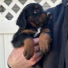 Fang - Black phantom male Aussiedoodle puppy in Rexburg, Idaho from Madeline Wendt