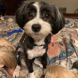 Symphony Rain - Morkie