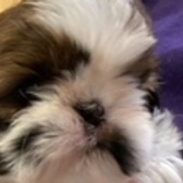 Shih Tzu Puppies from Prestige Shih Tzu Family
