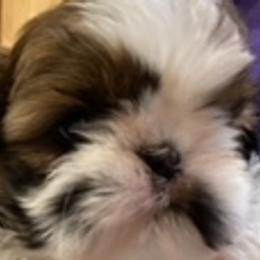 Shih Tzu Puppies from Prestige Shih Tzu Family