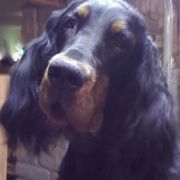 Gordon Setter All Grown Up from Tri-sett