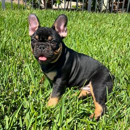 Dasher - French Bulldog puppy in Pembroke Pines, Florida from Touché Frenchie