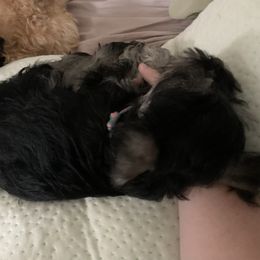 Miniature Schnauzer Puppies from Pemberlyacres