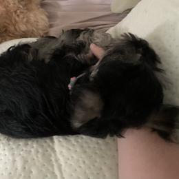 Miniature Schnauzer Puppies from Pemberlyacres
