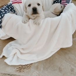 Labrador Retriever Puppies from Saddle Creek English Labradors