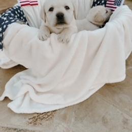 Labrador Retriever Puppies from Saddle Creek English Labradors