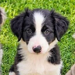 Porky - White and black male Bordoodle puppy in Fredericktown, Ohio from Brisby Bordoodles