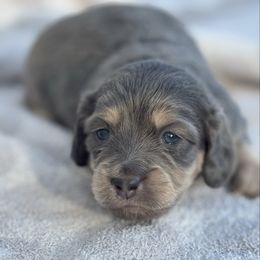 Elliot - Blue and cream male Dachshund puppy in Duncanville, Alabama from Bear Creek Dachshunds