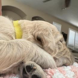 Golden Retriever Puppies from PSI LOVE YOU Goldens