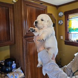 Black Collar Boy - Light golden male Golden Retriever puppy in Terre Haute, Indiana from Fiddle In Gold Retrievers